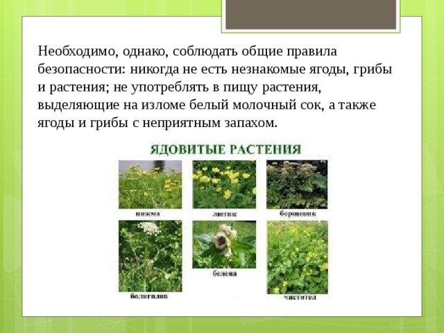 Необходимо, однако, соблюдать общие правила безопасности: никогда не есть незнакомые ягоды, грибы и растения; не употреблять в пищу растения, выделяющие на изломе белый молочный сок, а также ягоды и грибы с неприятным запахом. 