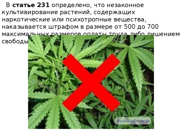  В  статье 231  определено, что незаконное культивирование растений, содержащих наркотические или психотропные вещества, наказывается штрафом в размере от 500 до 700 максимальных размеров оплаты труда либо лишением свободы на срок до 3 лет. 
