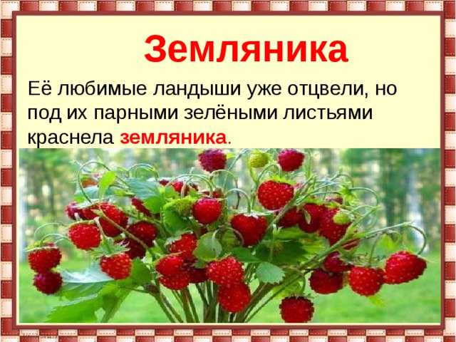  Земляника Её любимые ландыши уже отцвели, но под их парными зелёными листьями краснела  земляника . 