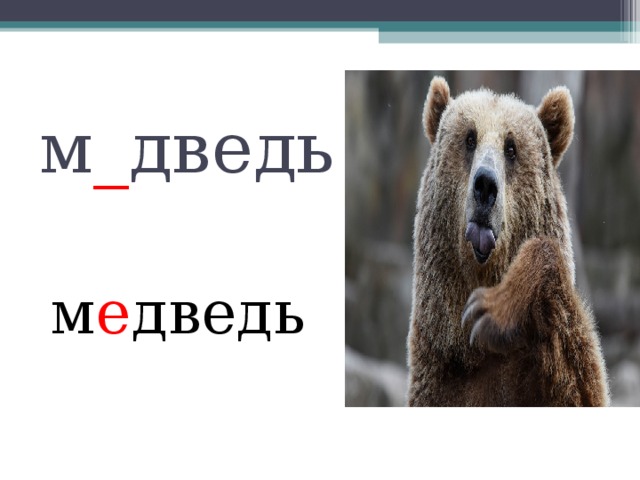 м _ дведь м е дведь 