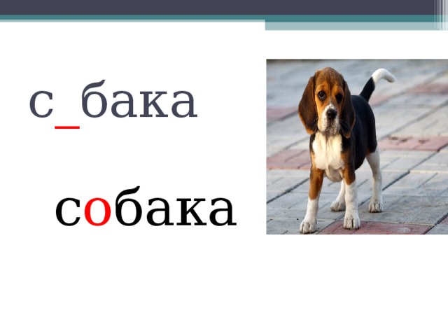 с _ бака с о бака 