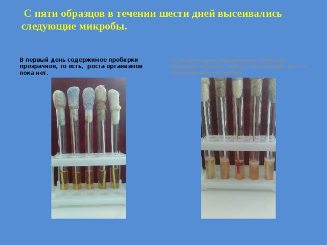  С пяти образцов в течении шести дней высеивались следующие микробы.   В первый день содержимое пробирки прозрачное, то есть, роста организмов пока нет. Со второго дня содержимое пробирок начинает мутнеть –значит происходит рост и размножение микробов.   