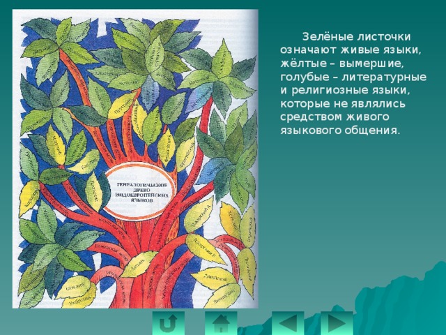  Зелёные листочки означают живые языки, жёлтые – вымершие, голубые – литературные и религиозные языки, которые не являлись средством живого языкового общения. 