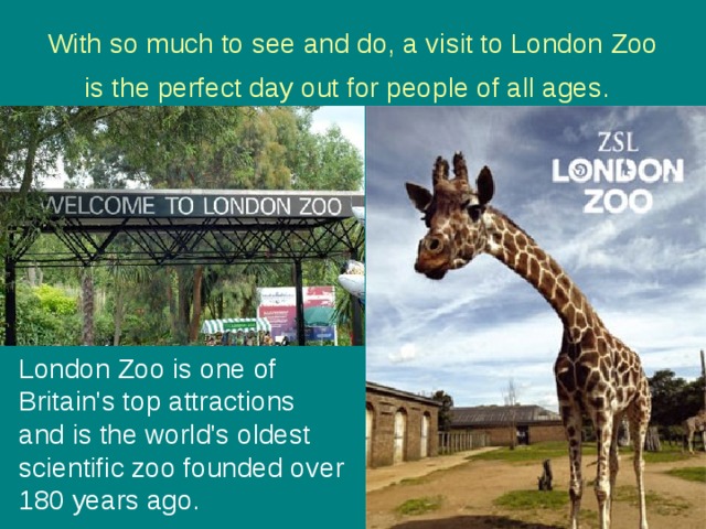 With so much to see and do, a visit to London Zoo is the perfect day out for people of all ages.  London Zoo is one of Britain's top attractions and is the world's oldest scientific zoo founded over 180 years ago.  