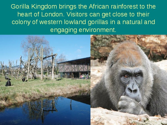 Gorilla Kingdom brings the African rainforest to the heart of London. Visitors can get close to their colony of western lowland gorillas in a natural and engaging environment. 