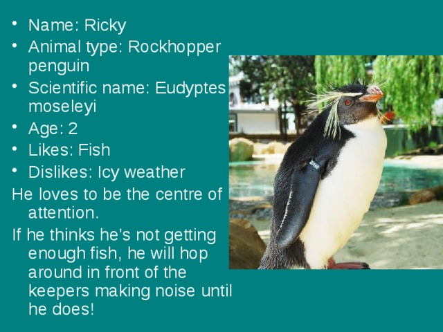 Name: Ricky Animal type: Rockhopper penguin Scientific name: Eudyptes moseleyi Age: 2 Likes: Fish Dislikes: Icy weather He loves to be the centre of attention. If he thinks he's not getting enough fish, he will hop around in front of the keepers making noise until he does!   