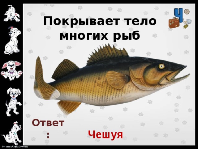 Покрывает тело многих рыб   Ответ: Чешуя