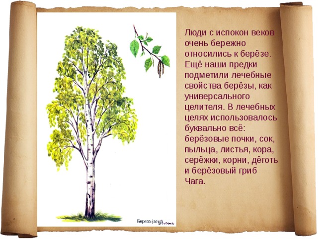Люди с испокон веков очень бережно относились к берёзе. Ещё наши предки подметили лечебные свойства берёзы, как универсального целителя. В лечебных целях использовалось буквально всё: берёзовые почки, сок, пыльца, листья, кора, серёжки, корни, дёготь и берёзовый гриб Чага. 