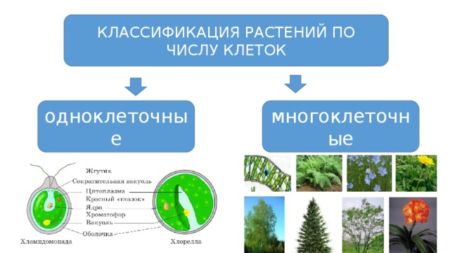 КЛАССИФИКАЦИЯ РАСТЕНИЙ ПО ЧИСЛУ КЛЕТОК одноклеточные многоклеточные 