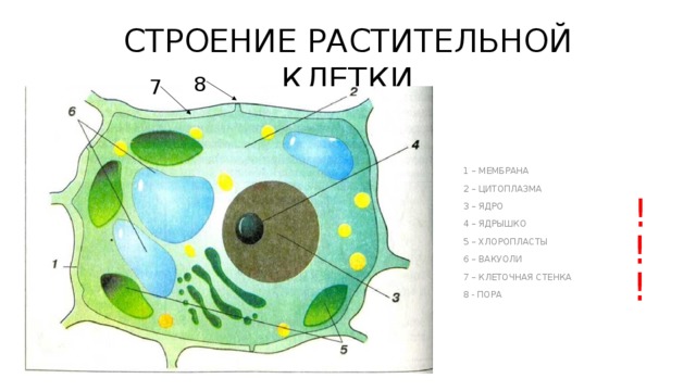 СТРОЕНИЕ РАСТИТЕЛЬНОЙ КЛЕТКИ 8 7 1 – МЕМБРАНА 2 – ЦИТОПЛАЗМА 3 – ЯДРО 4 – ЯДРЫШКО 5 – ХЛОРОПЛАСТЫ 6 – ВАКУОЛИ 7 – КЛЕТОЧНАЯ СТЕНКА 8 - ПОРА ! ! ! 