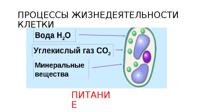 ПРОЦЕССЫ ЖИЗНЕДЕЯТЕЛЬНОСТИ КЛЕТКИ ПИТАНИЕ 