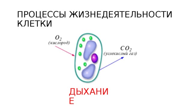 ПРОЦЕССЫ ЖИЗНЕДЕЯТЕЛЬНОСТИ КЛЕТКИ ДЫХАНИЕ 