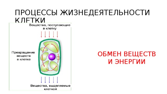 ПРОЦЕССЫ ЖИЗНЕДЕЯТЕЛЬНОСТИ КЛЕТКИ ОБМЕН ВЕЩЕСТВ И ЭНЕРГИИ 