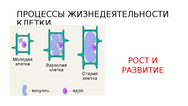 ПРОЦЕССЫ ЖИЗНЕДЕЯТЕЛЬНОСТИ КЛЕТКИ РОСТ И РАЗВИТИЕ 