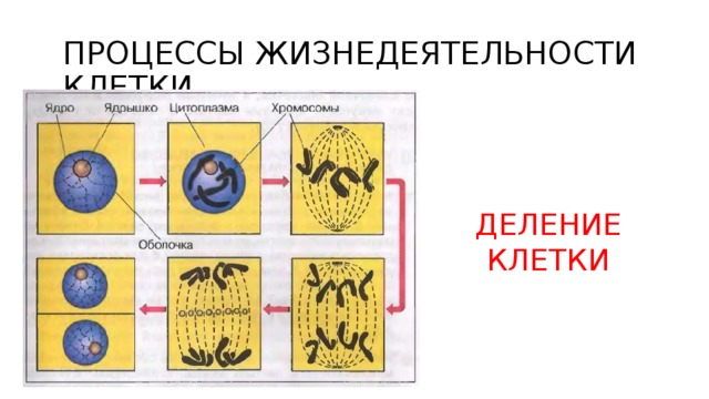ПРОЦЕССЫ ЖИЗНЕДЕЯТЕЛЬНОСТИ КЛЕТКИ ДЕЛЕНИЕ КЛЕТКИ  