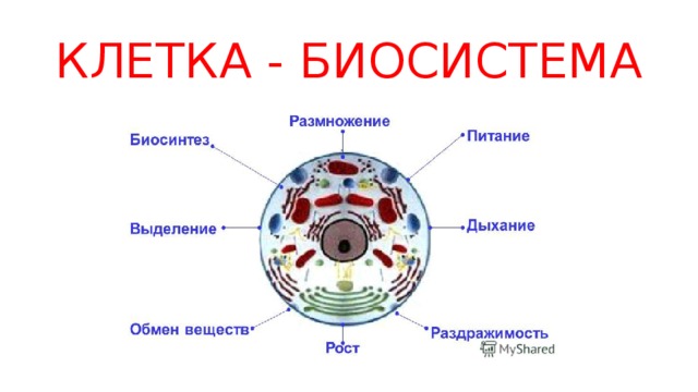 КЛЕТКА - БИОСИСТЕМА 