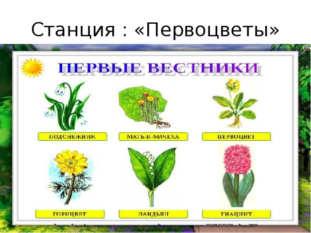 Станция : «Первоцветы» 