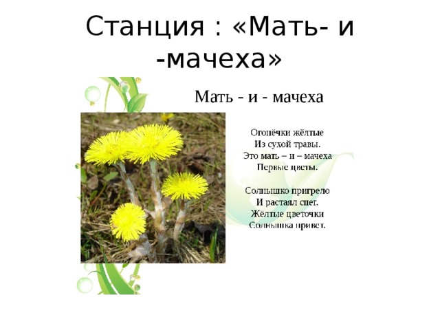 Станция : «Мать- и -мачеха» 
