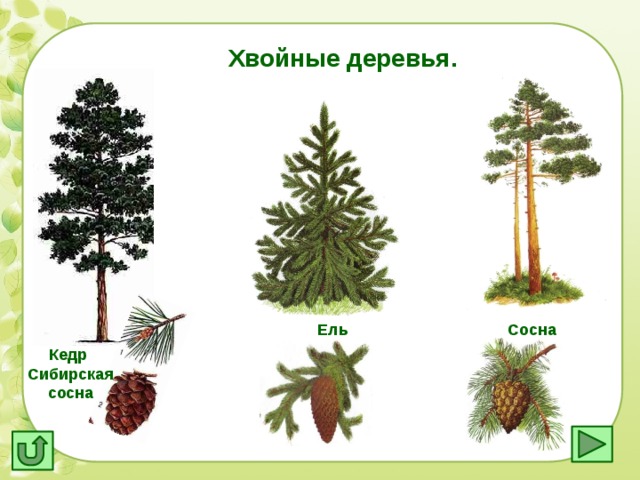 Хвойные деревья. Ель Сосна Кедр Сибирская сосна 