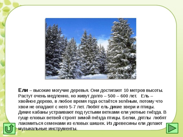 Ели – высокие могучие деревья. Они достигают 10 метров высоты. Растут очень медленно, но живут долго – 500 – 600 лет. Ель – хвойное дерево, в любое время года остаётся зелёным, потому что хвои не опадают с него 5-7 лет. Любят ель дикие звери и птицы. Дикие кабаны устраивают под густыми ветками ели уютные гнёзда. В гуще еловых ветвей строят зимой гнёзда птицы. Белки, дятлы любят лакомиться семенами из еловых шишек. Из древесины ели делают музыкальные инструменты. . 