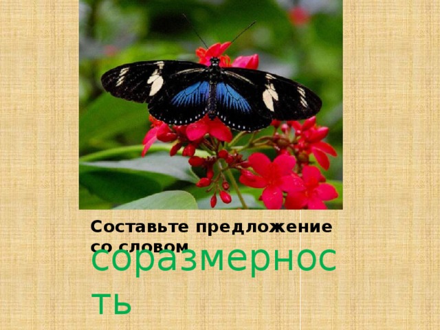 Составьте предложение со словом соразмерность 