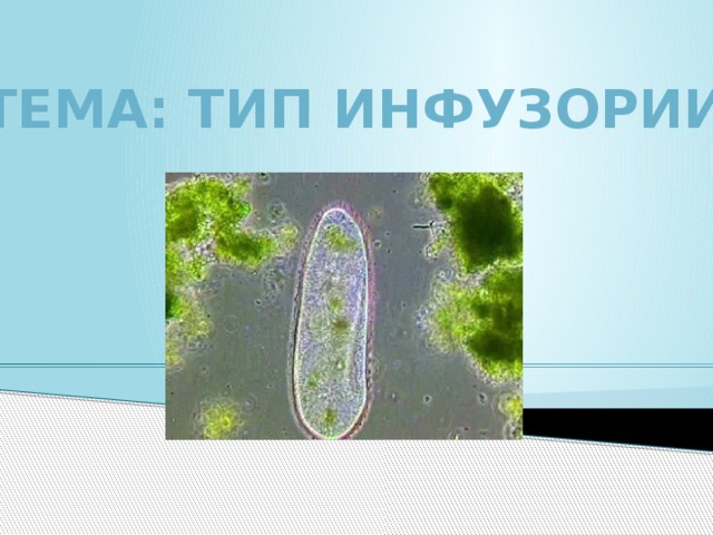 Тема: Тип Инфузории 