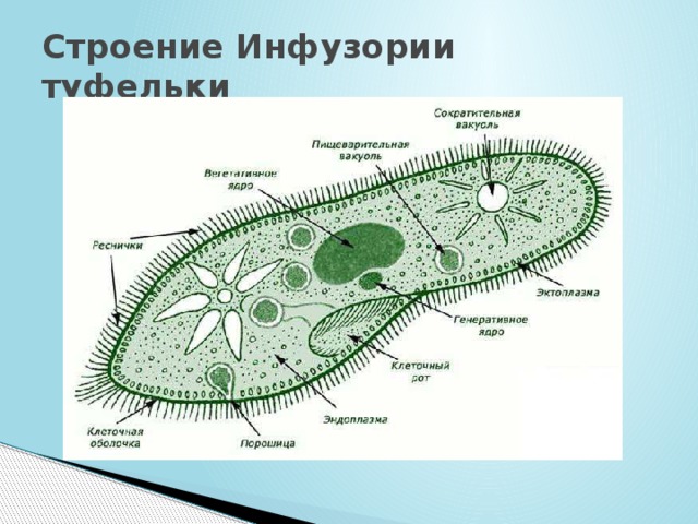 Строение Инфузории туфельки 