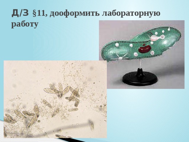 Д/З §11, дооформить лабораторную работу 