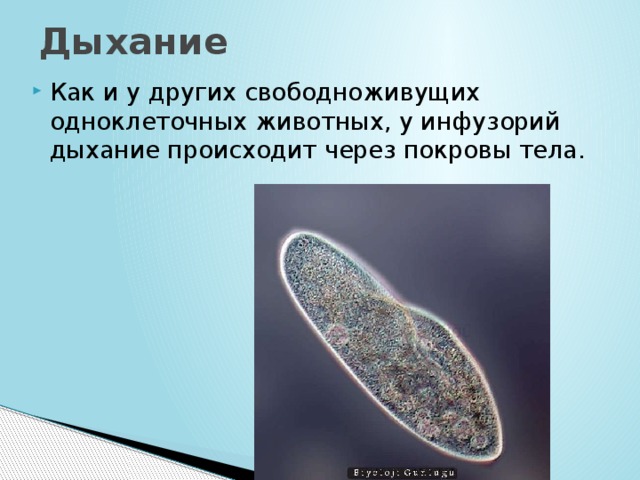 Дыхание Как и у других свободноживущих одноклеточных животных, у инфузорий дыхание происходит через покровы тела. 