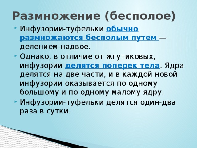 Размножение (бесполое) Инфузории-туфельки обычно размножаются бесполым путем — делением надвое. Однако, в отличие от жгутиковых, инфузории делятся поперек тела . Ядра делятся на две части, и в каждой новой инфузории оказывается по одному большому и по одному малому ядру. Инфузории-туфельки делятся один-два раза в сутки. 