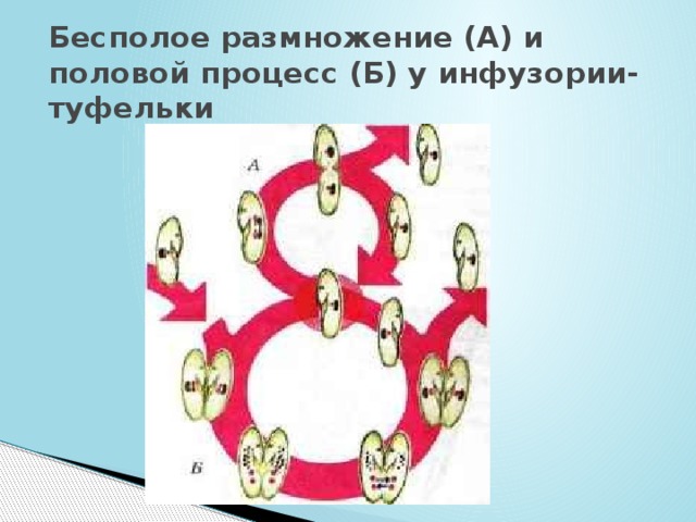 Бесполое размножение (А) и половой процесс (Б) у инфузории-туфельки   