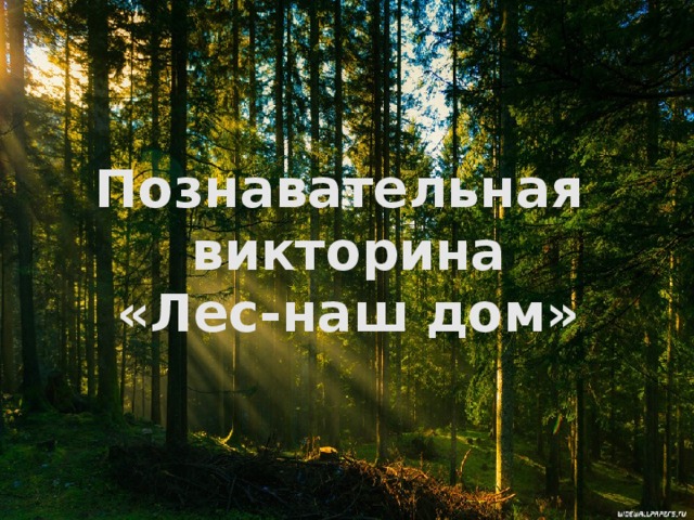 Познавательная викторина «Лес-наш дом» 