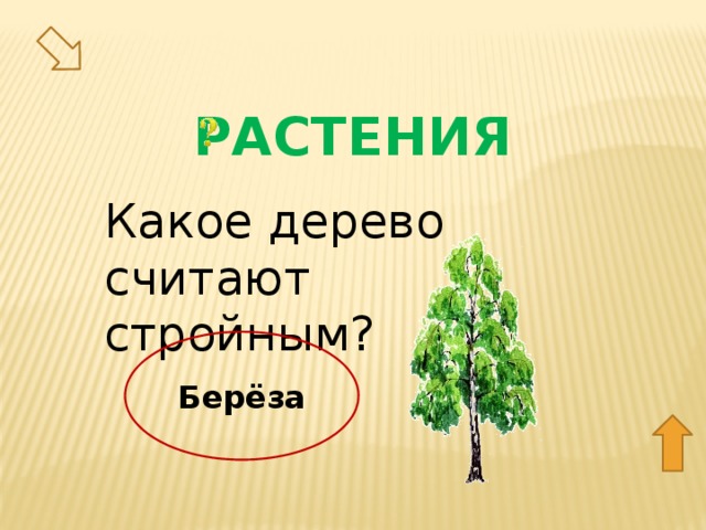 РАСТЕНИЯ Какое дерево считают стройным? Берёза 40  