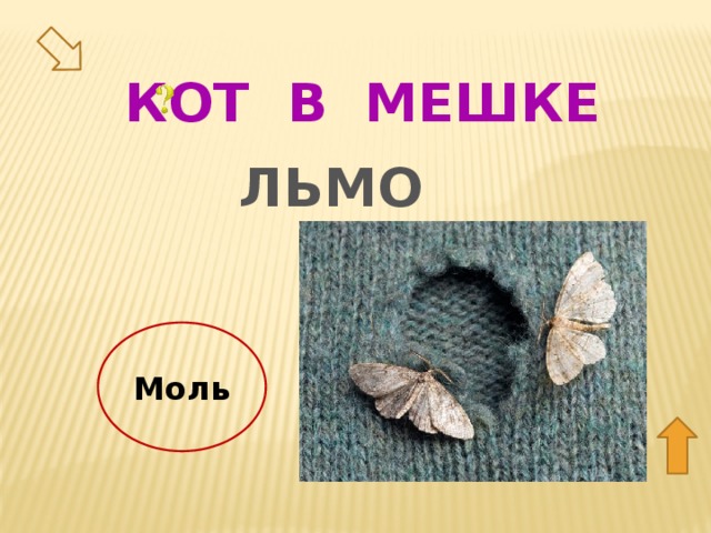 КОТ В МЕШКЕ ЛЬМО Моль 10  