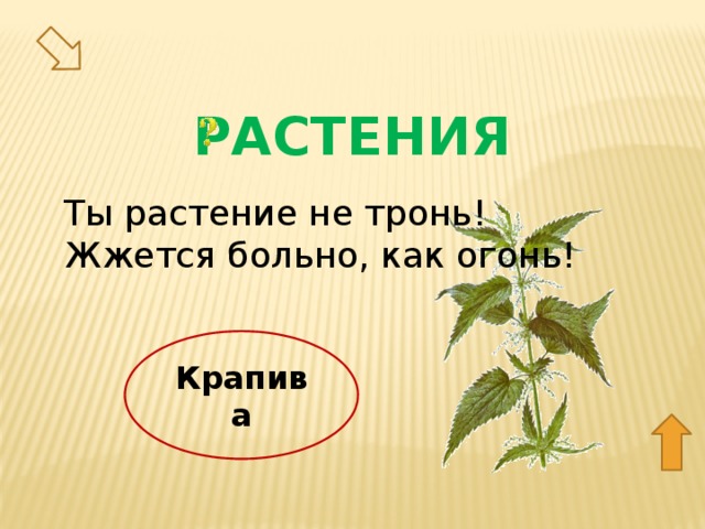 РАСТЕНИЯ Ты растение не тронь! Жжется больно, как огонь! Крапива 10  