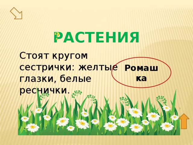 РАСТЕНИЯ Стоят кругом сестрички: желтые глазки, белые реснички. Ромашка 20  