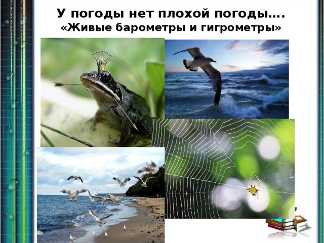 У погоды нет плохой погоды….  «Живые барометры и гигрометры» 