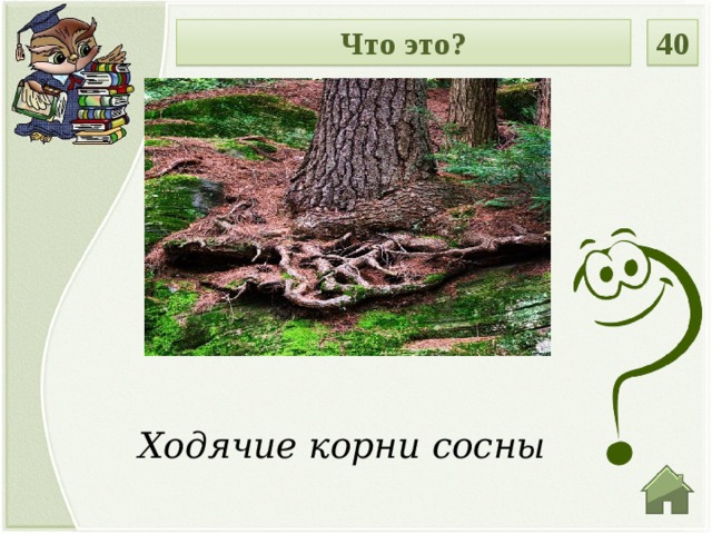 Что это? 40 Ходячие корни сосны  