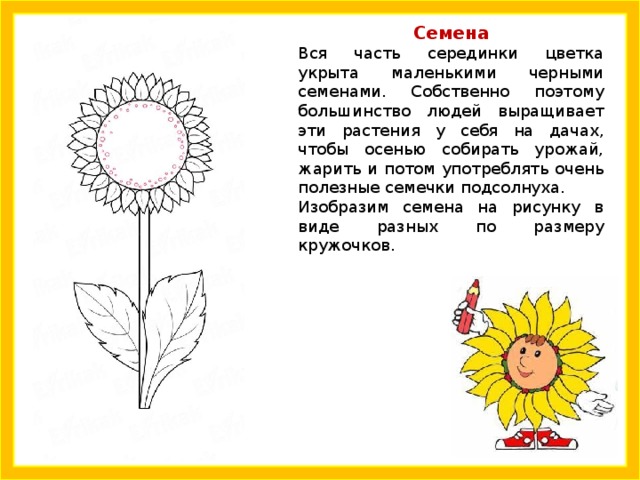 Семена Вся часть серединки цветка укрыта маленькими черными семенами. Собственно поэтому большинство людей выращивает эти растения у себя на дачах, чтобы осенью собирать урожай, жарить и потом употреблять очень полезные семечки подсолнуха. Изобразим семена на рисунку в виде разных по размеру кружочков. 