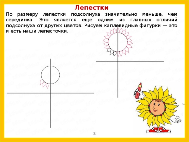 Лепестки По размеру лепестки подсолнуха значительно меньше, чем серединка. Это является еще одним из главных отличий подсолнуха от других цветов. Рисуем каплевидные фигурки — это и есть наши лепесточки. 