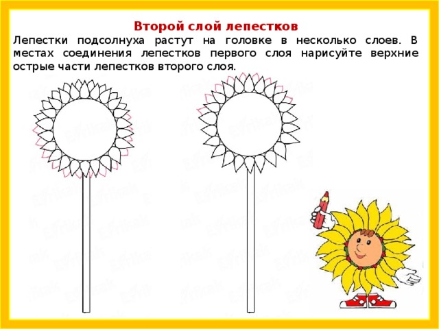 Второй слой лепестков Лепестки подсолнуха растут на головке в несколько слоев. В местах соединения лепестков первого слоя нарисуйте верхние острые части лепестков второго слоя. 