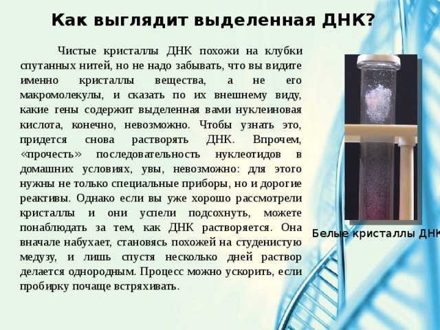 Как выглядит выделенная ДНК?  Чистые кристаллы ДНК похожи на клубки спутанных нитей, но не надо забывать, что вы видите именно кристаллы вещества, а не его макромолекулы, и сказать по их внешнему виду, какие гены содержит выделенная вами нуклеиновая кислота, конечно, невозможно. Чтобы узнать это, придется снова растворять ДНК. Впрочем, « прочесть » последовательность нуклеотидов в домашних условиях, увы, невозможно: для этого нужны не только специальные приборы, но и дорогие реактивы. Однако если вы уже хорошо рассмотрели кристаллы и они успели подсохнуть, можете понаблюдать за тем, как ДНК растворяется. Она вначале набухает, становясь похожей на студенистую медузу, и лишь спустя несколько дней раствор делается однородным. Процесс можно ускорить, если пробирку почаще встряхивать. Белые кристаллы ДНК 