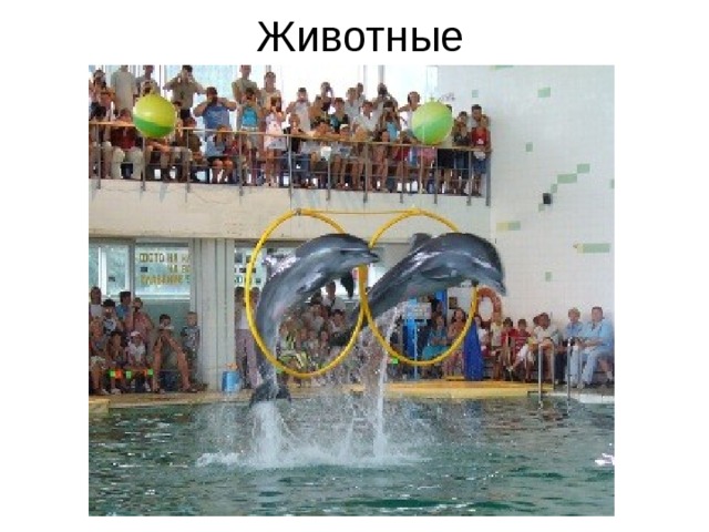 Животные 