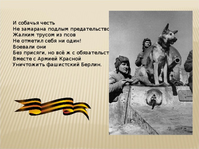 И собачья честь  Не замарана подлым предательством!  Жалким трусом из псов  Не отметил себя ни один!  Воевали они  Без присяги, но всё ж с обязательством  Вместе с Армией Красной  Уничтожить фашистский Берлин. 