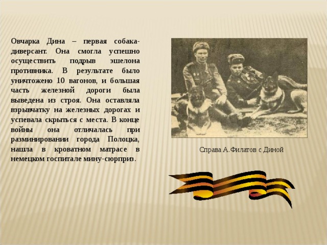 Овчарка Дина – первая собака-диверсант. Она смогла успешно осуществить подрыв эшелона противника. В результате было уничтожено 10 вагонов, и большая часть железной дороги была выведена из строя. Она оставляла взрывчатку на железных дорогах и успевала скрыться с места. В конце войны она отличалась при разминировании города Полоцка, нашла в кроватном матрасе в немецком госпитале мину-сюрприз. Справа А.Филатов с Диной 