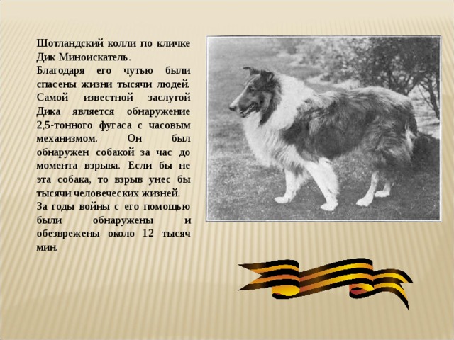 Шотландский колли по кличке Дик Миноискатель. Благодаря его чутью были спасены жизни тысячи людей. Самой известной заслугой Дика является обнаружение 2,5-тонного фугаса с часовым механизмом. Он был обнаружен собакой за час до момента взрыва. Если бы не эта собака, то взрыв унес бы тысячи человеческих жизней. За годы войны с его помощью были обнаружены и обезврежены около 12 тысяч мин. 