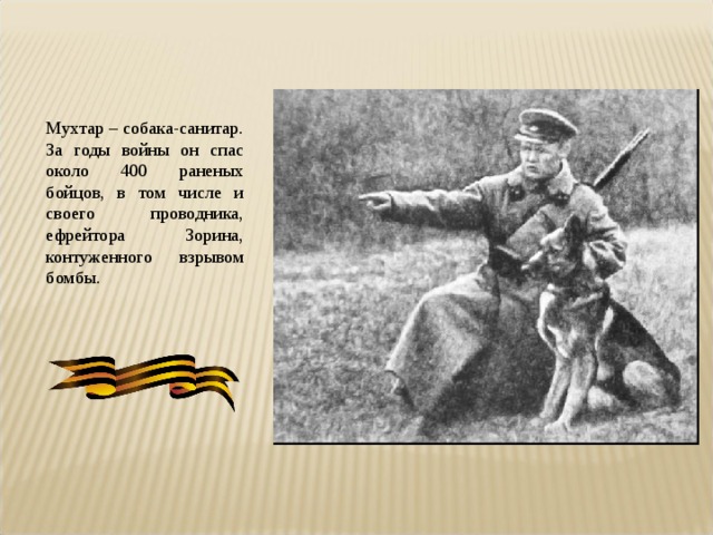 Мухтар – собака-санитар. За годы войны он спас около 400 раненых бойцов, в том числе и своего проводника, ефрейтора Зорина, контуженного взрывом бомбы. 