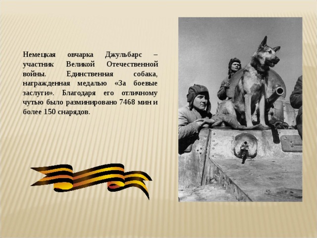 Немецкая овчарка Джульбарс – участник Великой Отечественной войны. Единственная собака, награжденная медалью «За боевые заслуги». Благодаря его отличному чутью было разминировано 7468 мин и более 150 снарядов. 