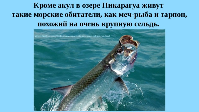 Кроме акул в озере Никарагуа живут  такие морские обитатели, как меч-рыба и тарпон, похожий на очень крупную сельдь.  