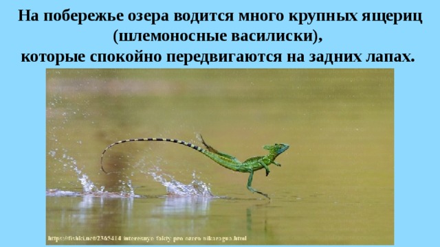 На побережье озера водится много крупных ящериц (шлемоносные василиски),  которые спокойно передвигаются на задних лапах.  